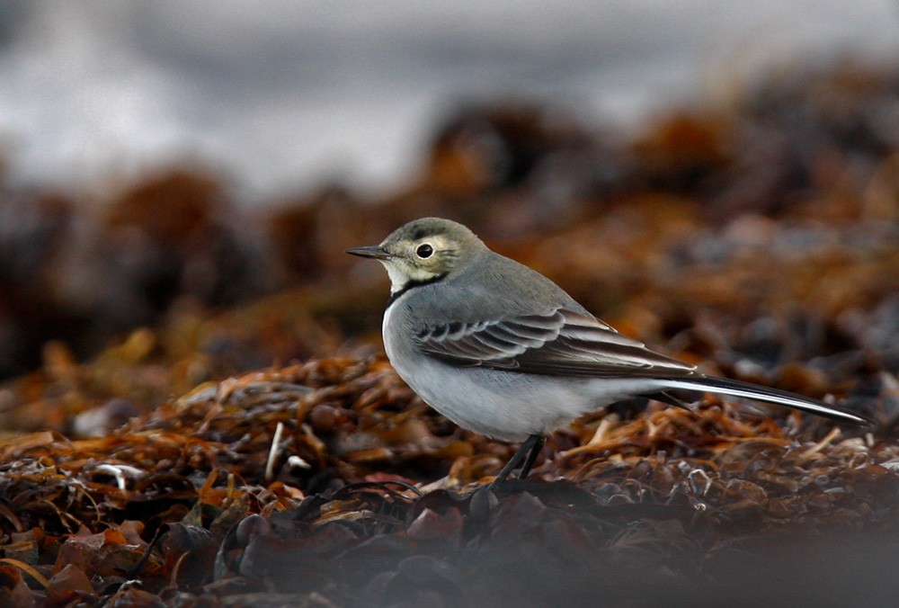 White Wagtail (White-faced) - Lars Petersson | My World of Bird Photography