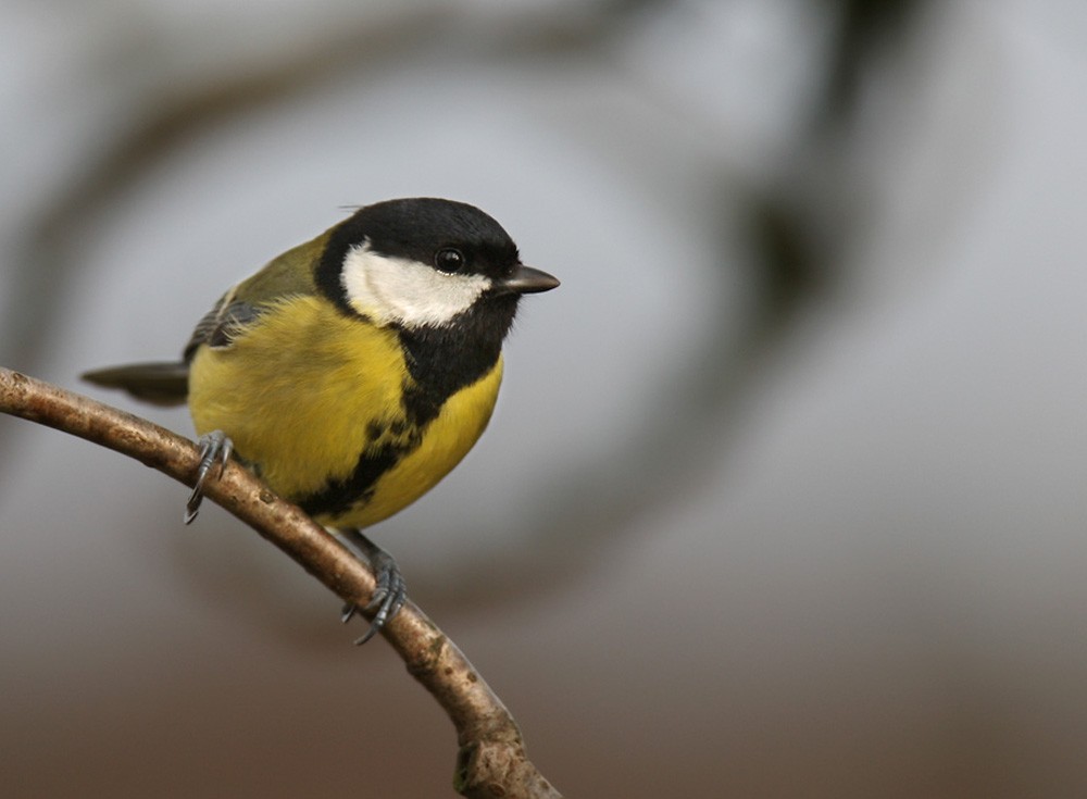 Great Tit (Great) - Lars Petersson | My World of Bird Photography