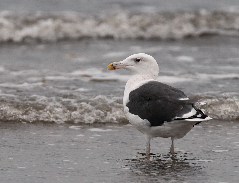 Great Black-backed Gull - Lars Petersson | My World of Bird Photography