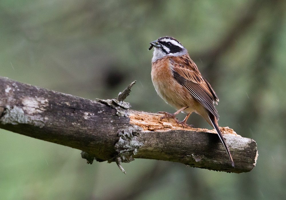 Meadow Bunting - Lars Petersson | My World of Bird Photography