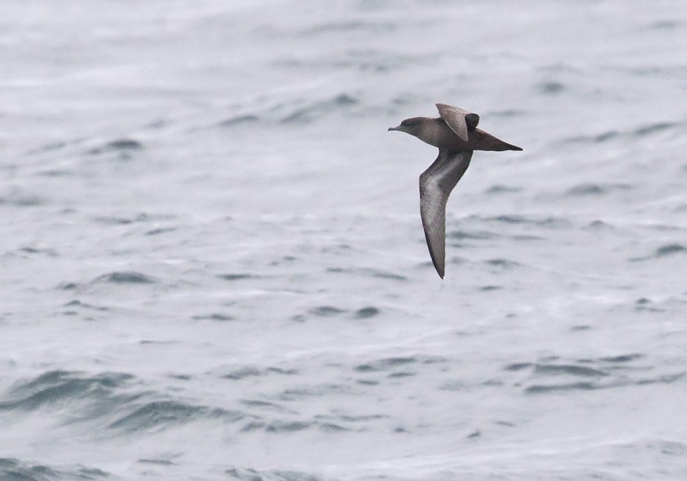 Short-tailed Shearwater - Lars Petersson | My World of Bird Photography