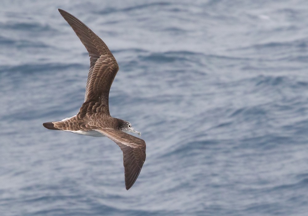 Streaked Shearwater - Lars Petersson | My World of Bird Photography