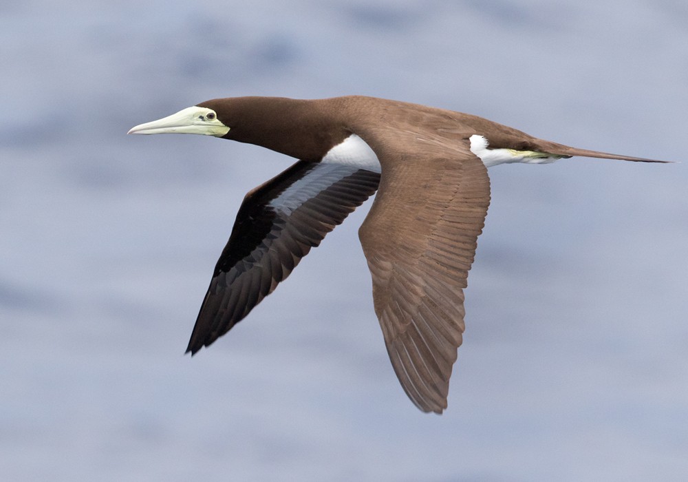 Brown Booby (Forster's) - Lars Petersson | My World of Bird Photography