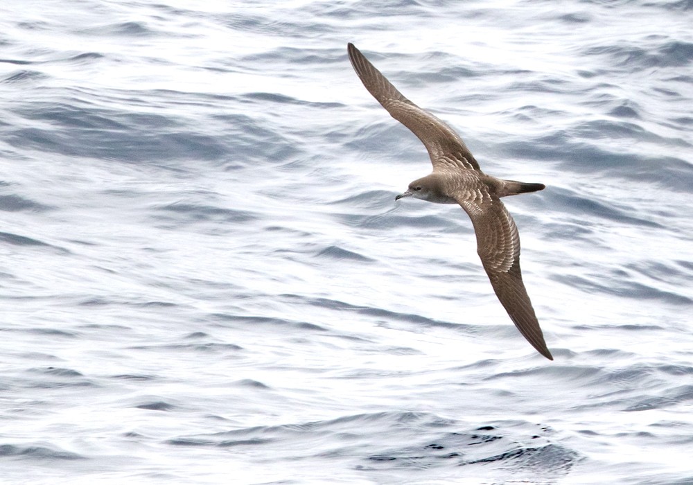 Wedge-tailed Shearwater - Lars Petersson | My World of Bird Photography
