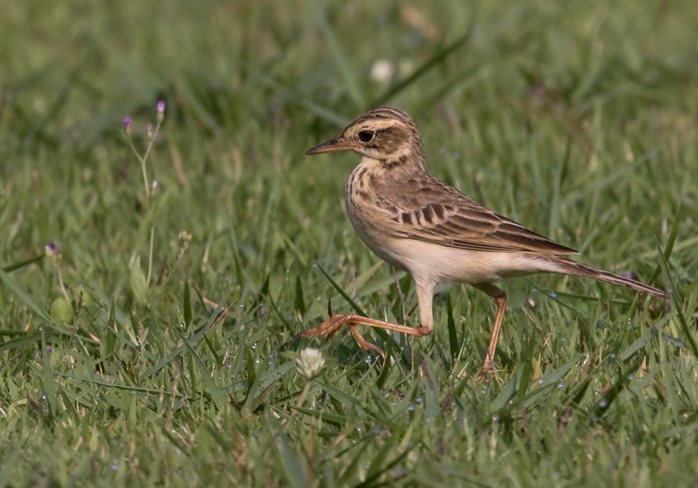 Paddyfield Pipit - Lars Petersson | My World of Bird Photography