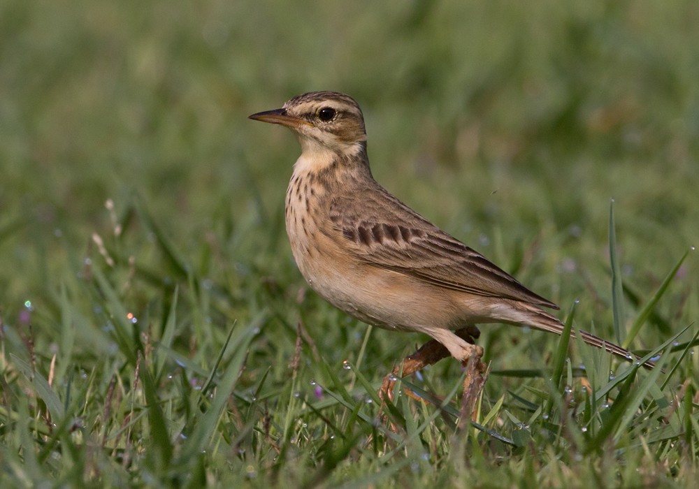 Paddyfield Pipit - Lars Petersson | My World of Bird Photography