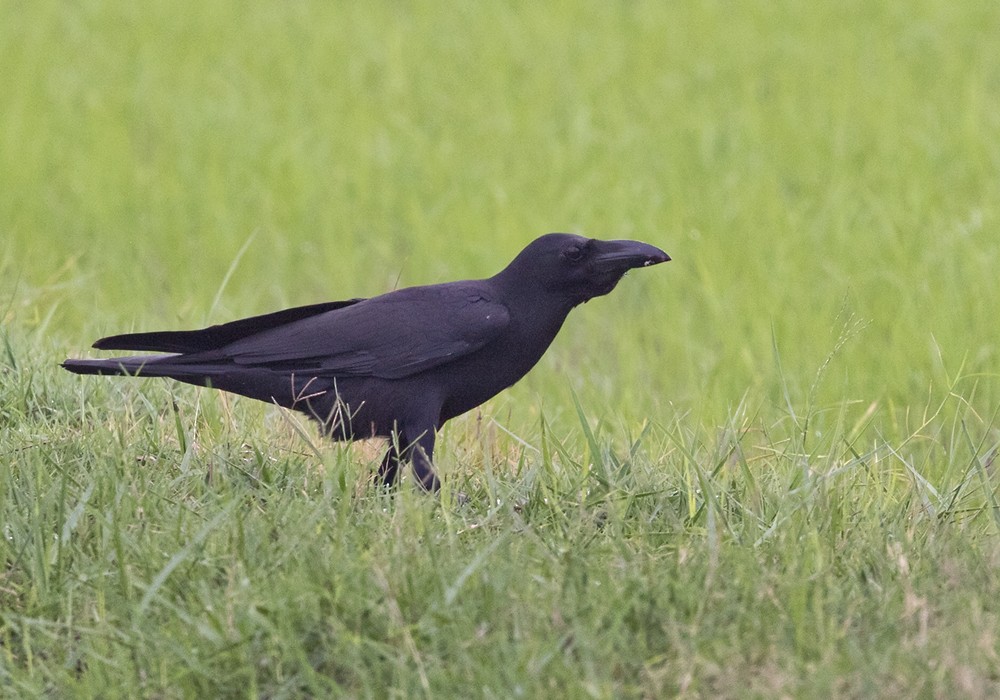 Large-billed Crow (Eastern) - Lars Petersson | My World of Bird Photography