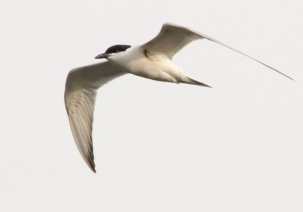 Gull-billed Tern - Lars Petersson | My World of Bird Photography