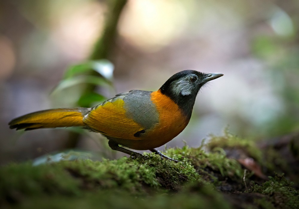 Collared Laughingthrush - Lars Petersson | My World of Bird Photography