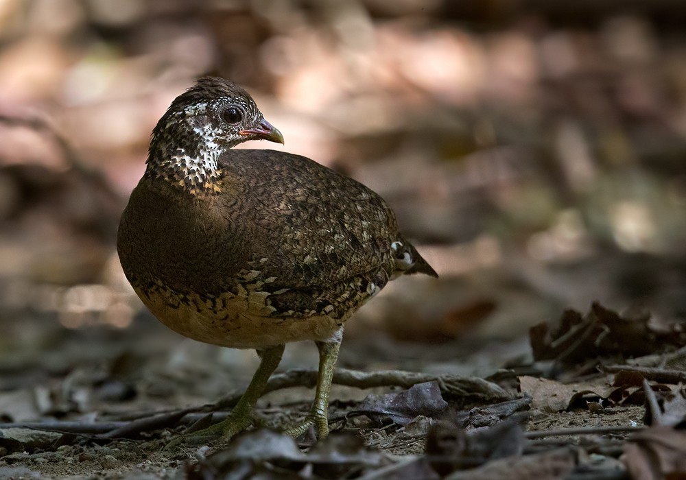 Scaly-breasted Partridge (Green-legged) - Lars Petersson | My World of Bird Photography