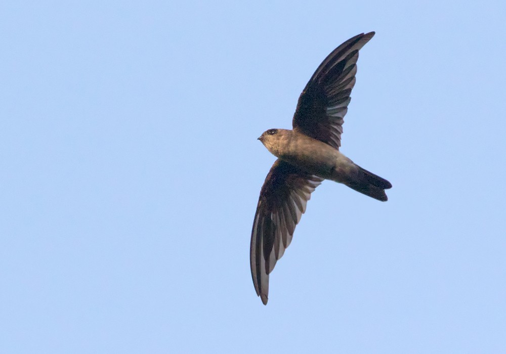 Germain's Swiftlet - Lars Petersson | My World of Bird Photography