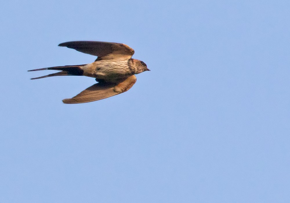 Striated Swallow - Lars Petersson | My World of Bird Photography