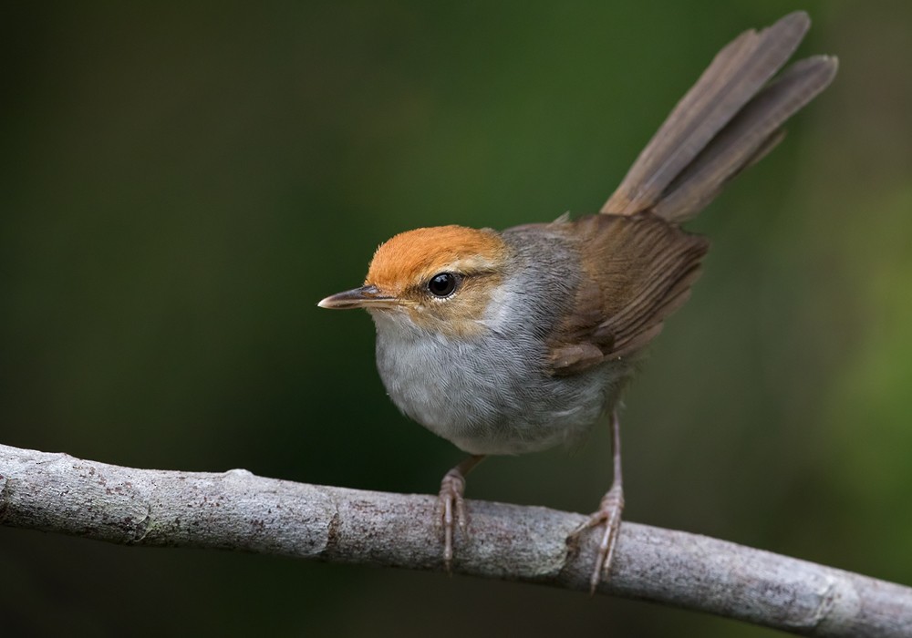 Fiji Bush Warbler - Lars Petersson | My World of Bird Photography