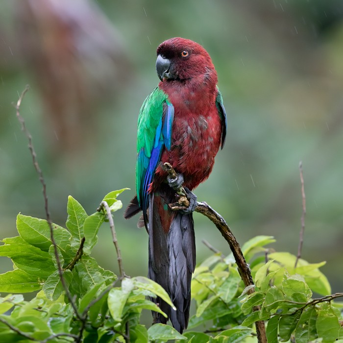 Red Shining-Parrot - Lars Petersson | My World of Bird Photography