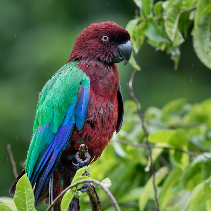 Red Shining-Parrot - ML206018421