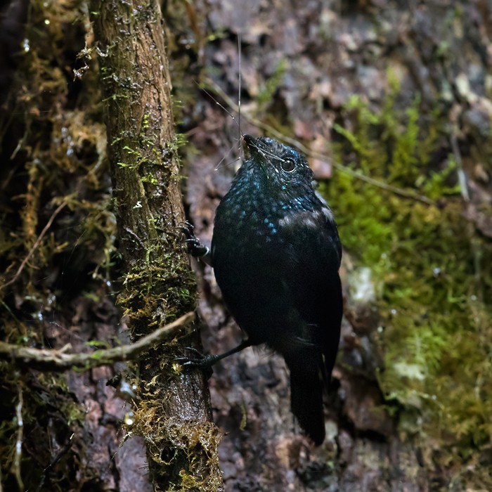 Natewa Silktail - Lars Petersson | My World of Bird Photography