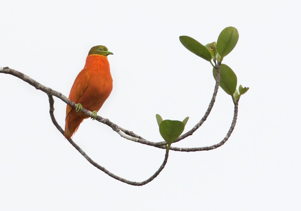 Orange Dove - Lars Petersson | My World of Bird Photography
