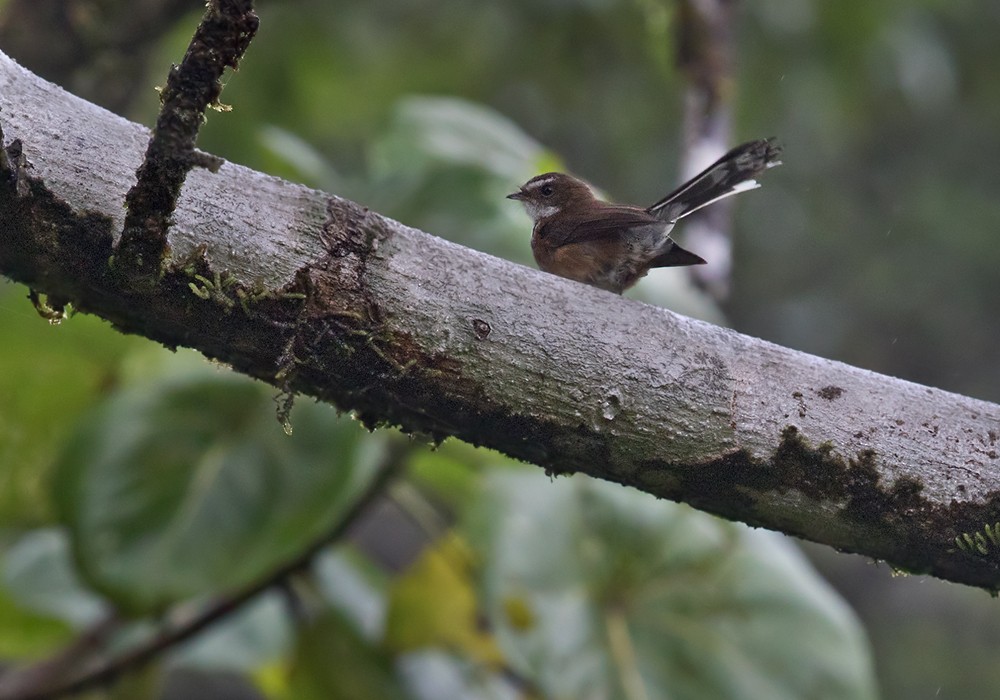 Fiji Streaked Fantail (Taveuni) - Lars Petersson | My World of Bird Photography