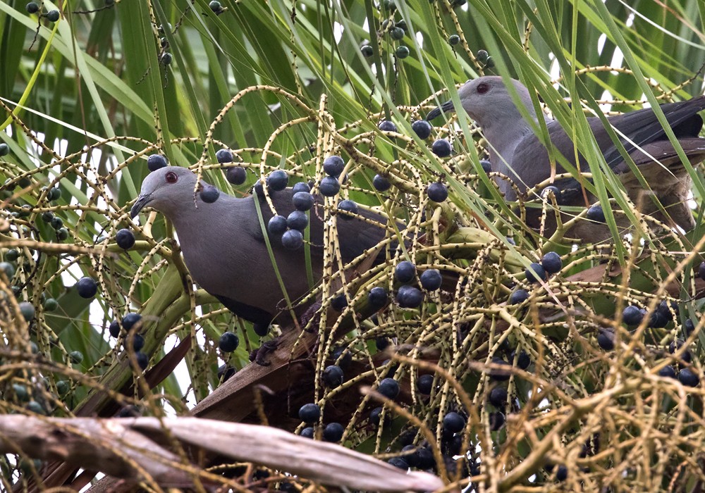Фиджийский плодовый голубь - ML206018591