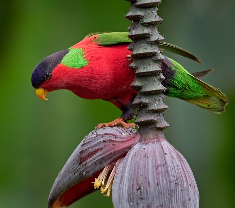 Collared Lory - Lars Petersson | My World of Bird Photography
