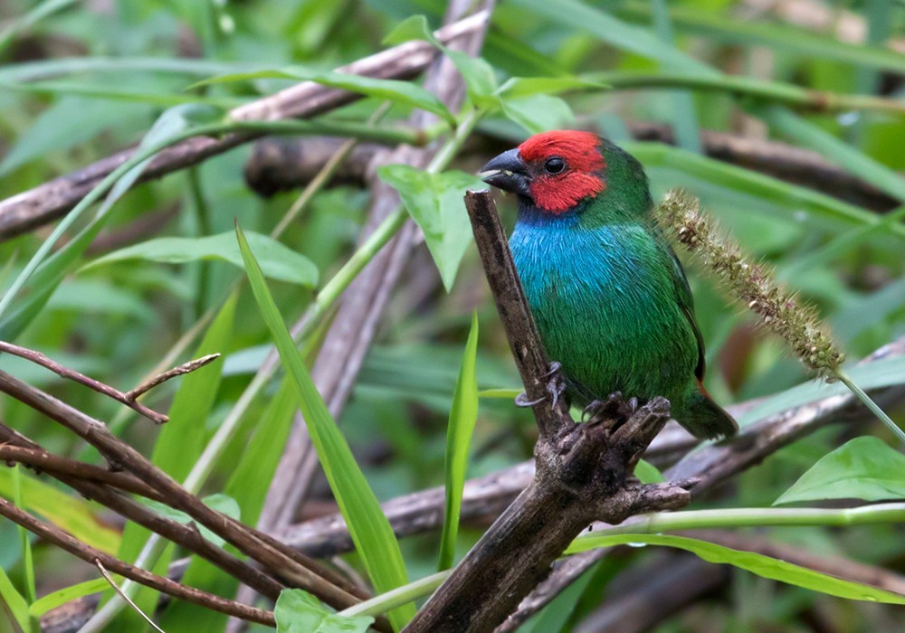 Fiji Parrotfinch - Lars Petersson | My World of Bird Photography