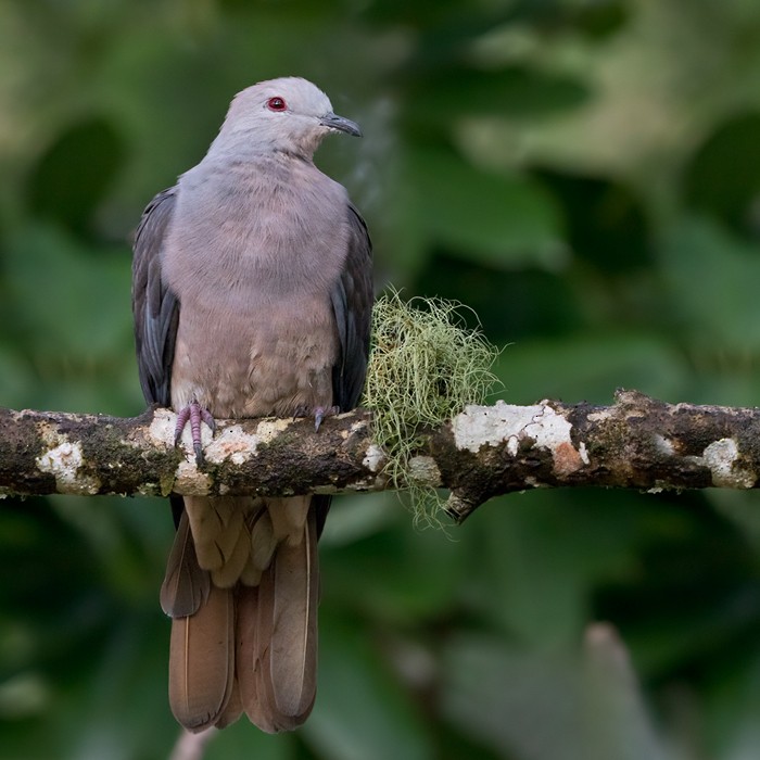 Peale's Imperial-Pigeon - Lars Petersson | My World of Bird Photography