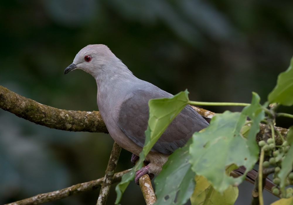 Peale's Imperial-Pigeon - ML206018691