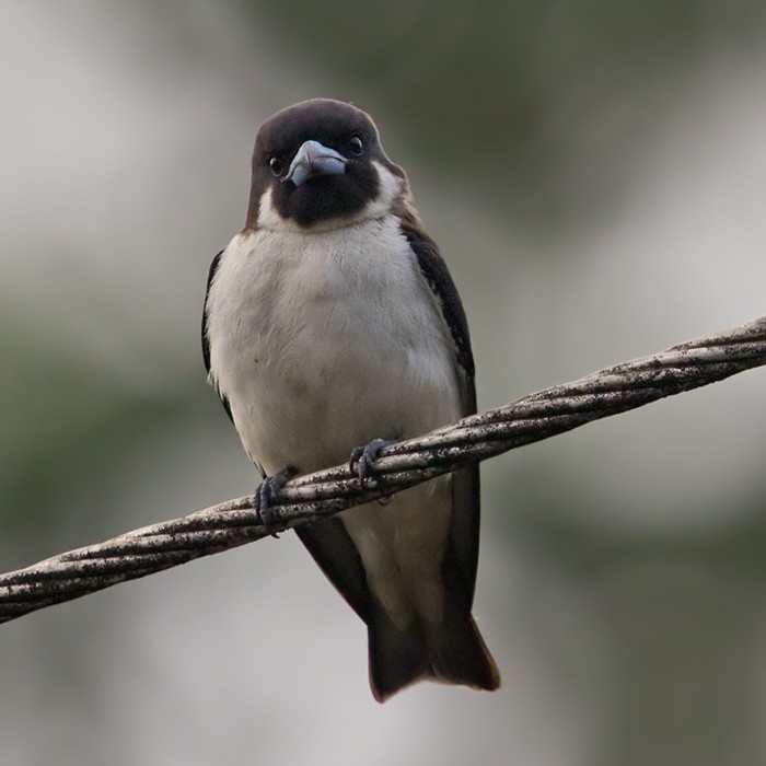 Fiji Woodswallow - Lars Petersson | My World of Bird Photography