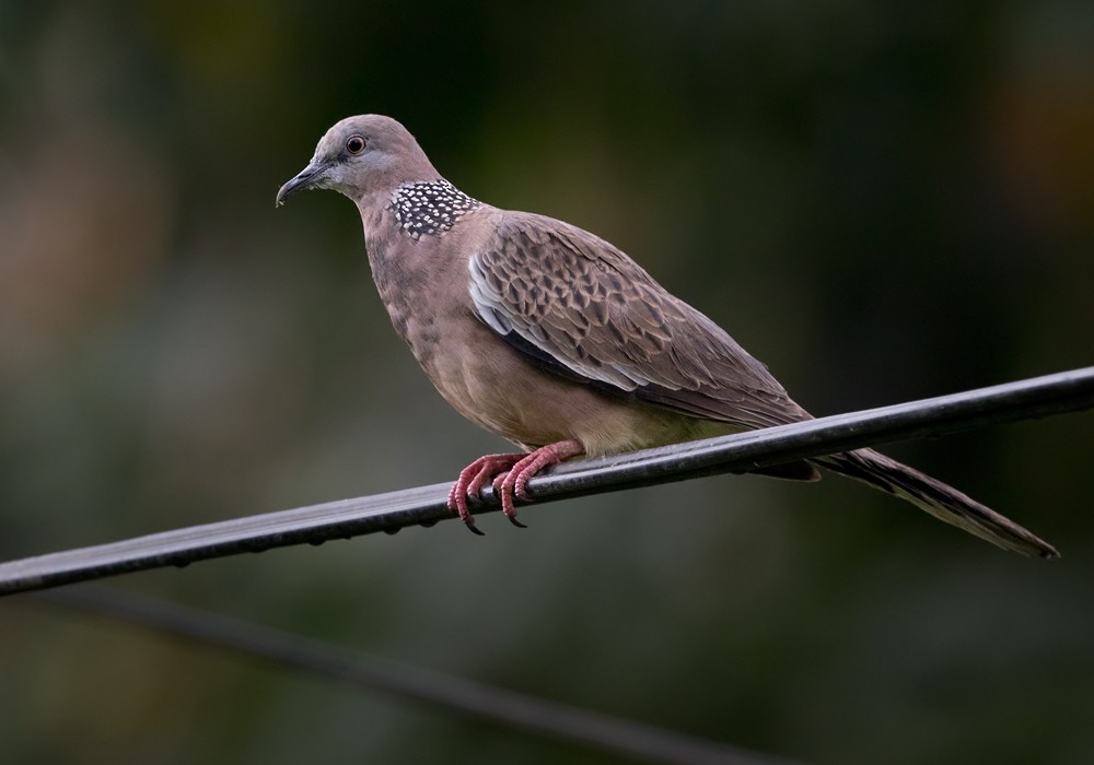 Spotted Dove (Eastern) - Lars Petersson | My World of Bird Photography
