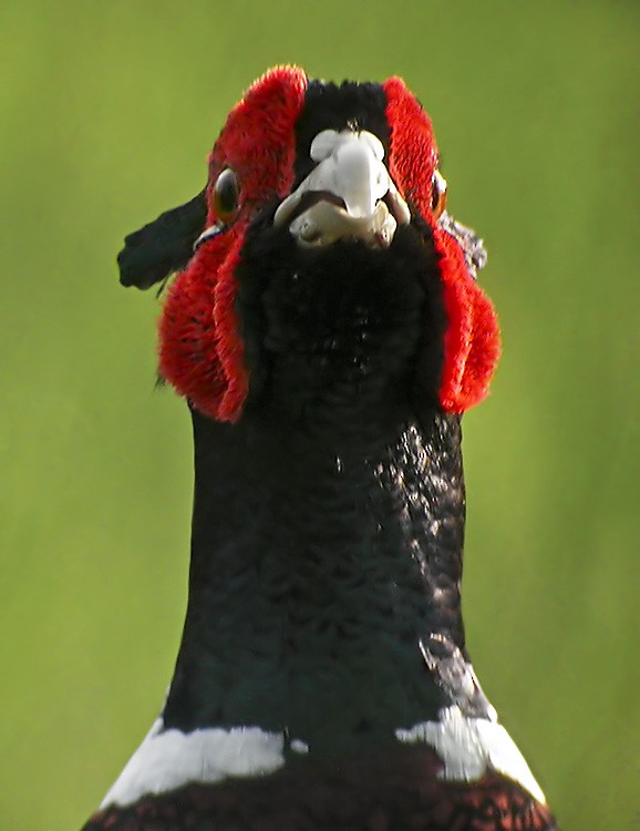 Ring-necked Pheasant - Lars Petersson | My World of Bird Photography
