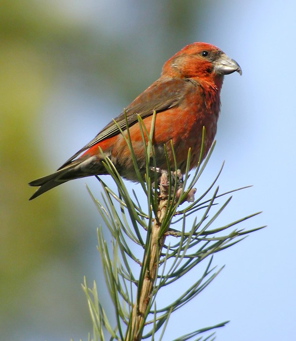 Red Crossbill - Lars Petersson | My World of Bird Photography