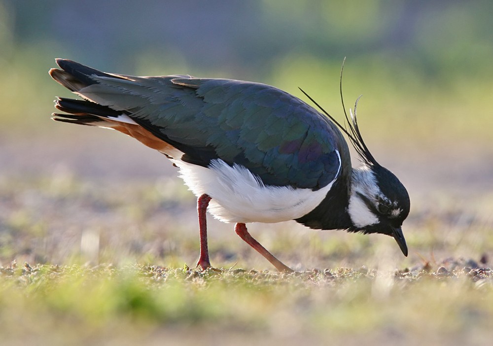 Northern Lapwing - Lars Petersson | My World of Bird Photography
