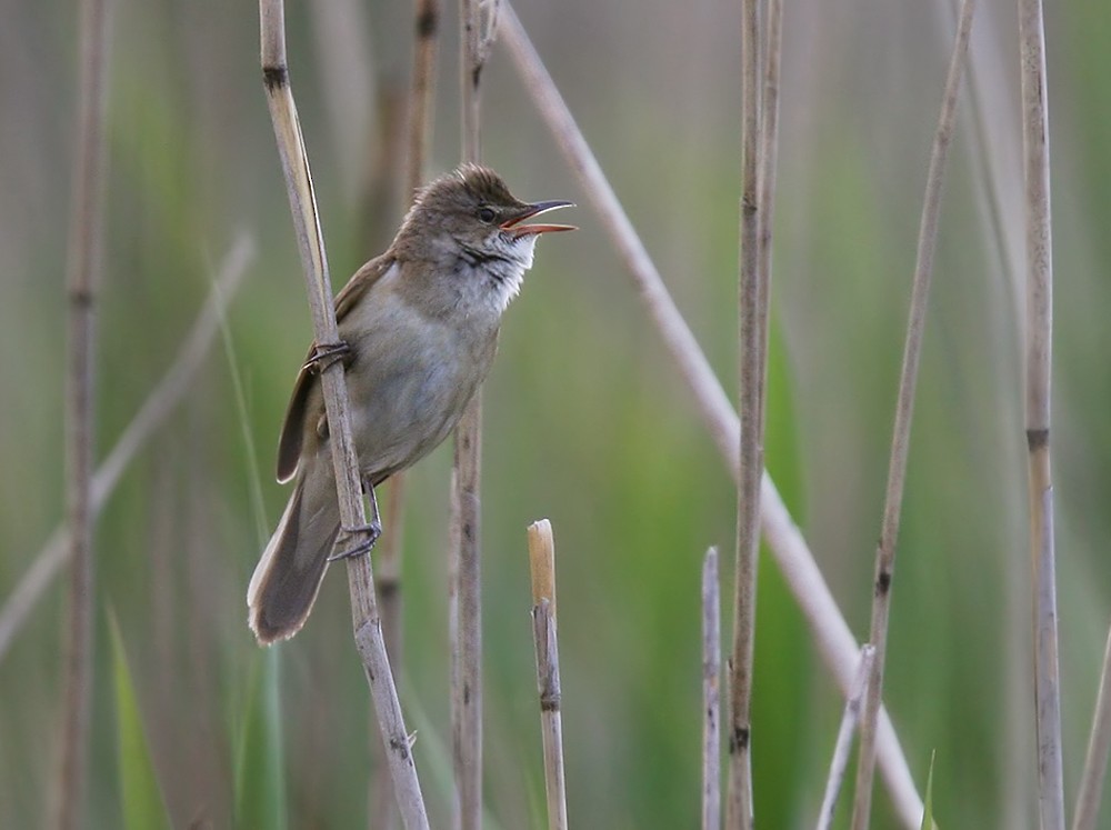 Great Reed Warbler - Lars Petersson | My World of Bird Photography