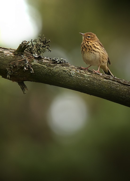 Tree Pipit - Lars Petersson | My World of Bird Photography
