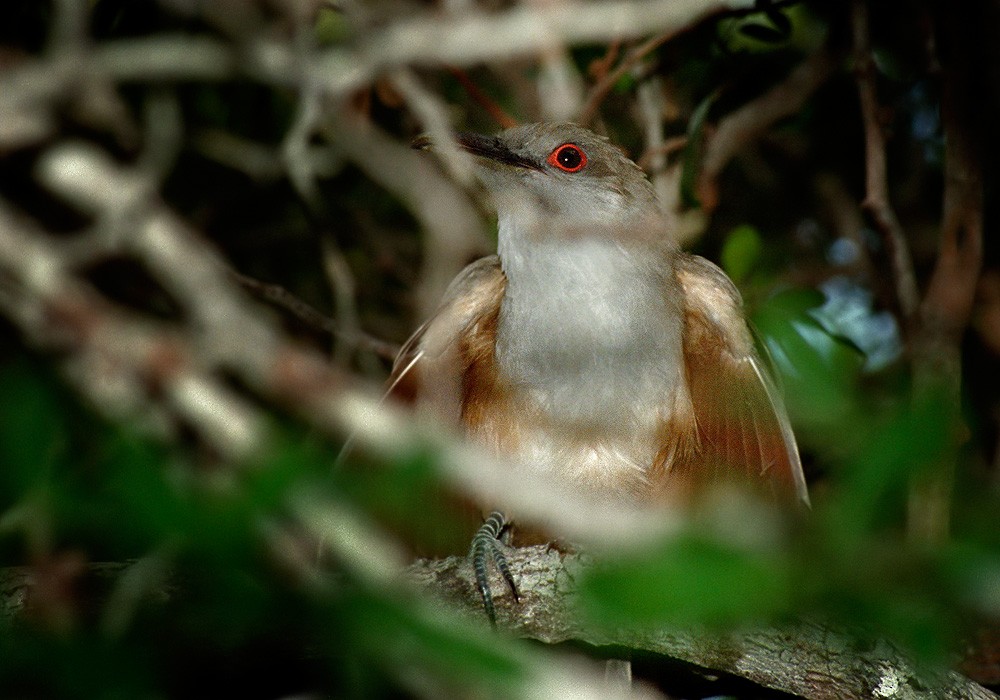 Great Lizard-Cuckoo (Cuban) - Lars Petersson | My World of Bird Photography