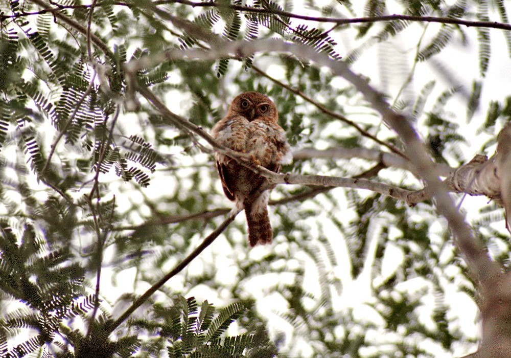 Cuban Pygmy-Owl - Lars Petersson | My World of Bird Photography