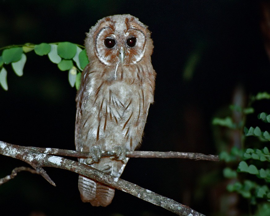 Jamaican Owl - Lars Petersson | My World of Bird Photography