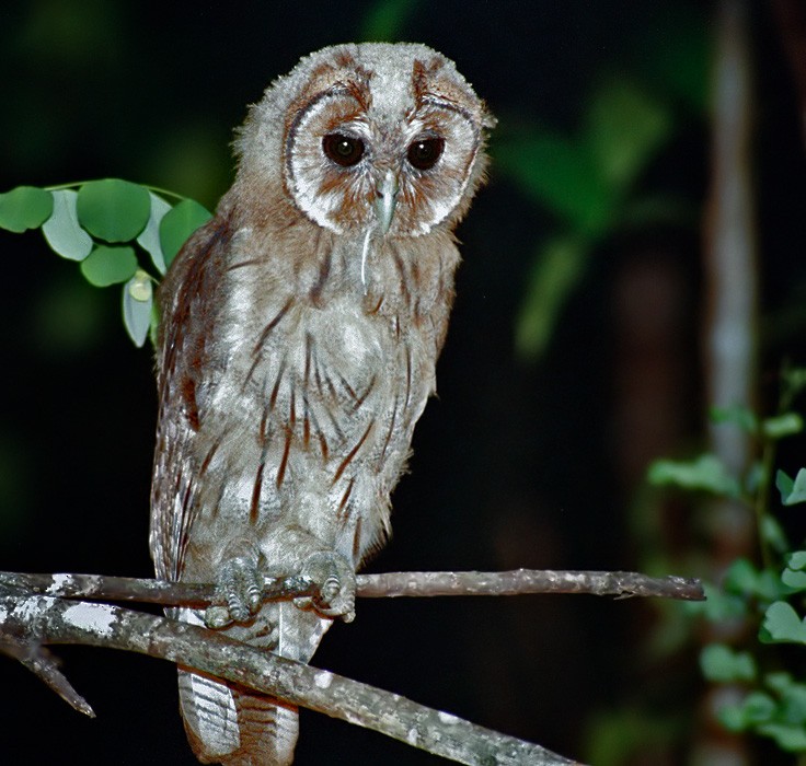 Jamaican Owl - ML206019081