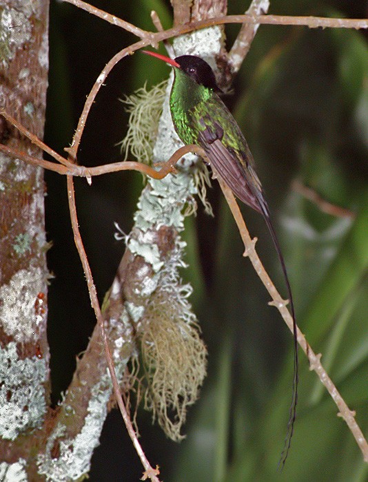 Red-billed Streamertail - Lars Petersson | My World of Bird Photography