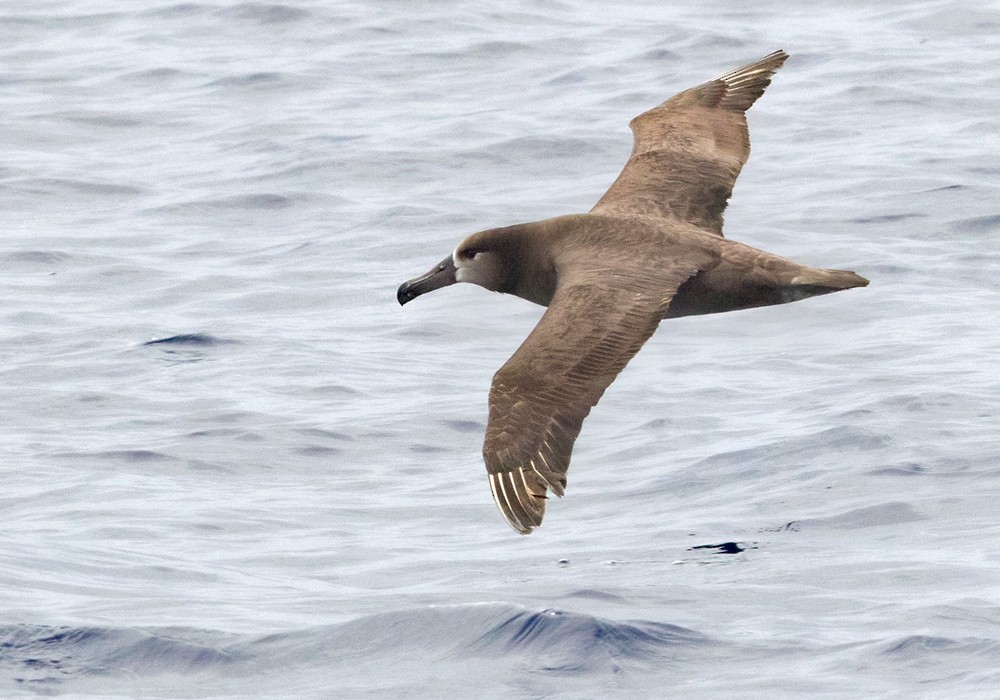 Albatros à pieds noirs - ML206019351