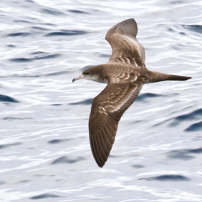 Wedge-tailed Shearwater - Lars Petersson | My World of Bird Photography