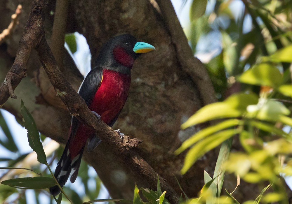 Black-and-red Broadbill (Black-and-red) - ML206019491