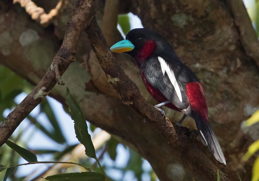 Black-and-red Broadbill (Black-and-red) - ML206019501