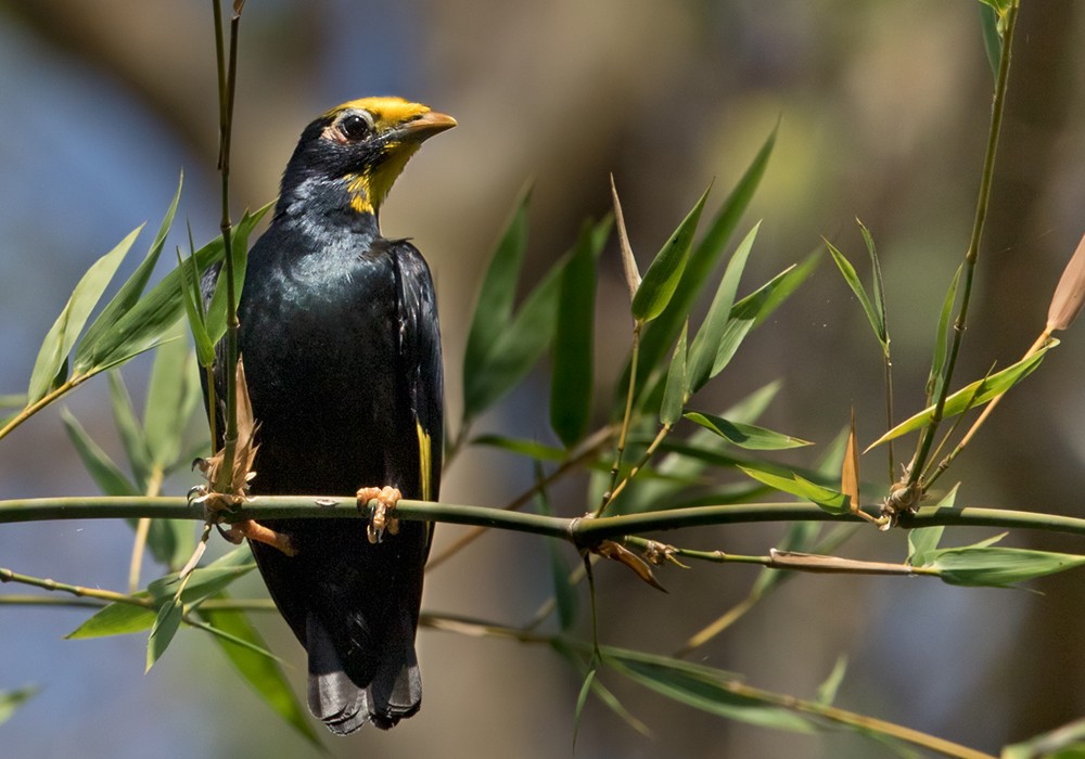 Golden-crested Myna - Lars Petersson | My World of Bird Photography