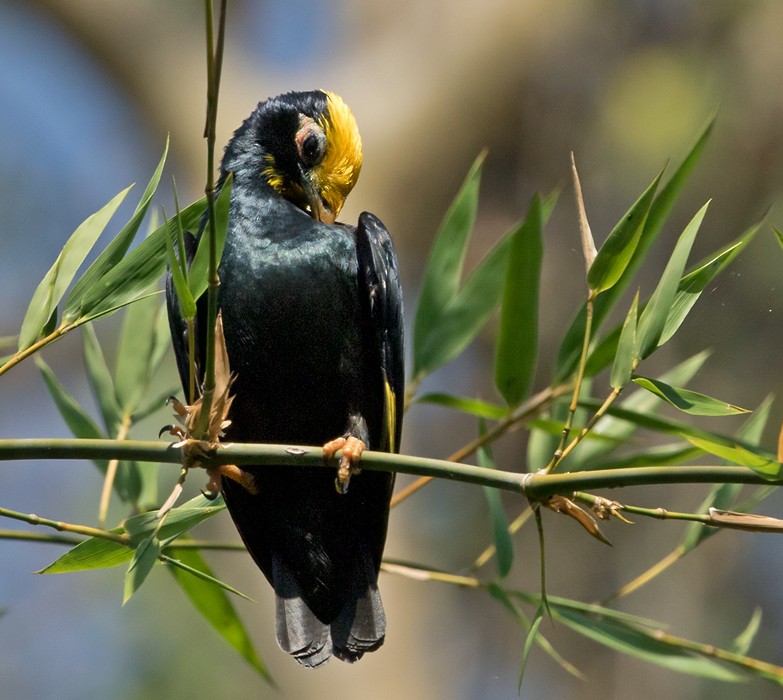 Golden-crested Myna - Lars Petersson | My World of Bird Photography