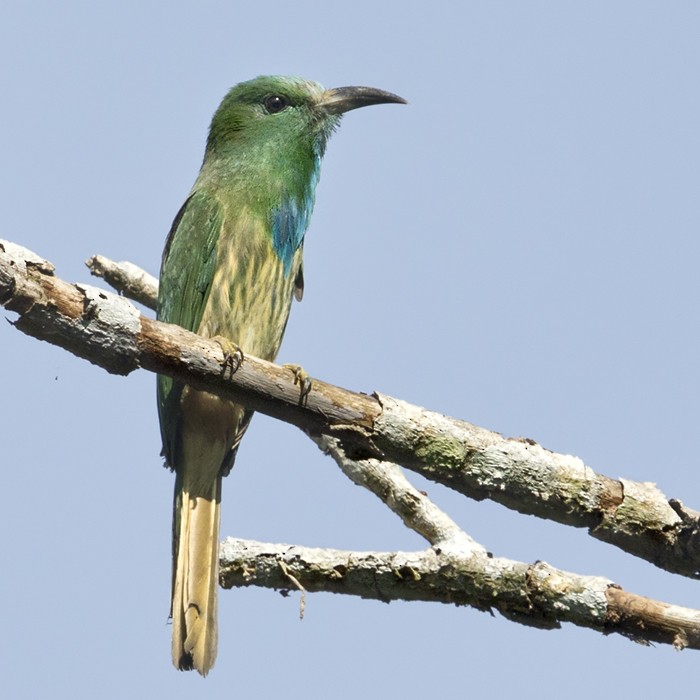 Blue-bearded Bee-eater - Lars Petersson | My World of Bird Photography