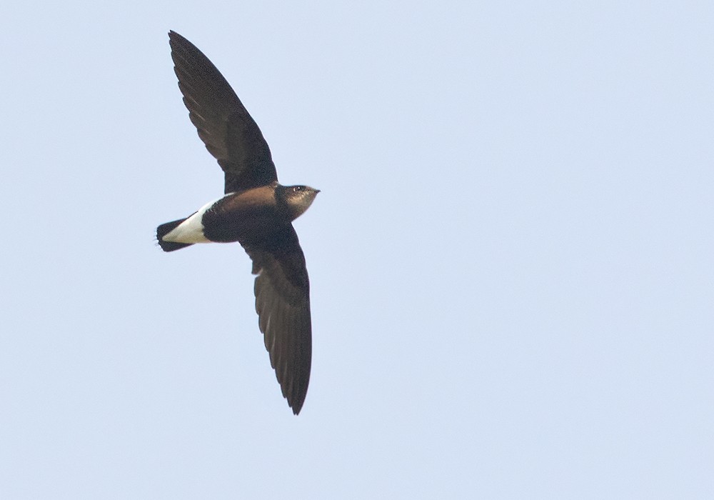 Silver-backed Needletail - Lars Petersson | My World of Bird Photography