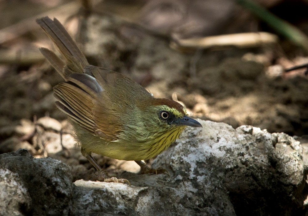 Pin-striped Tit-Babbler (Pin-striped) - Lars Petersson | My World of Bird Photography