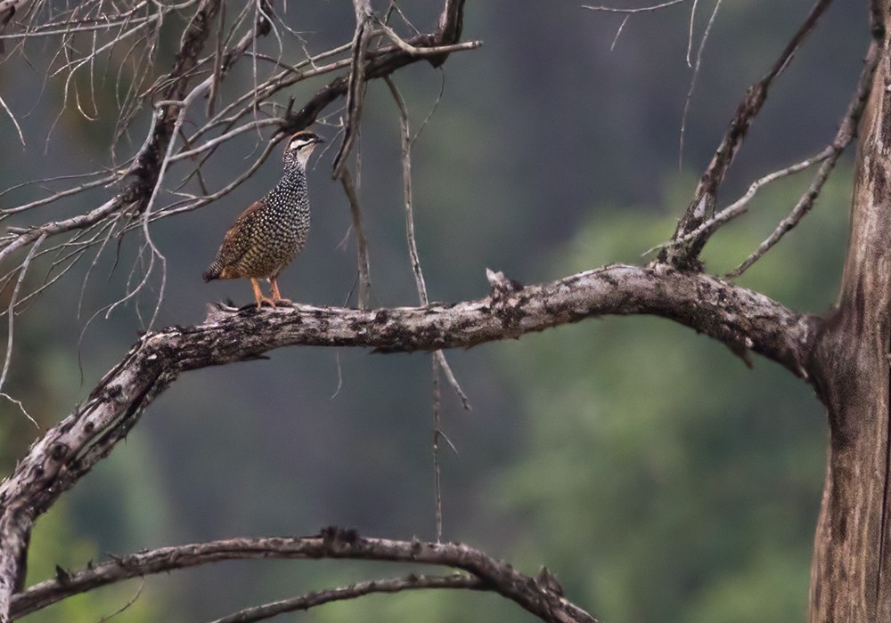 Chinese Francolin - ML206019681