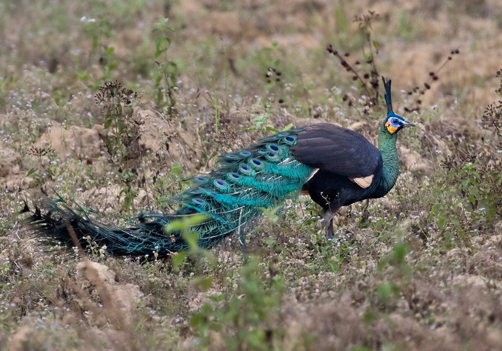 Green Peafowl - Lars Petersson | My World of Bird Photography